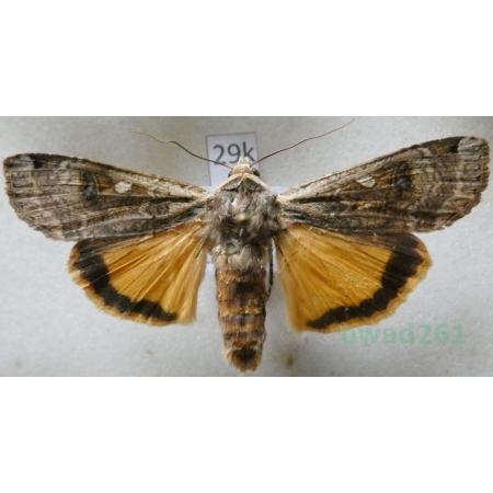 Noctua pronuba (Linnaeus, 1758) Rolnica tasiemka Czech29k